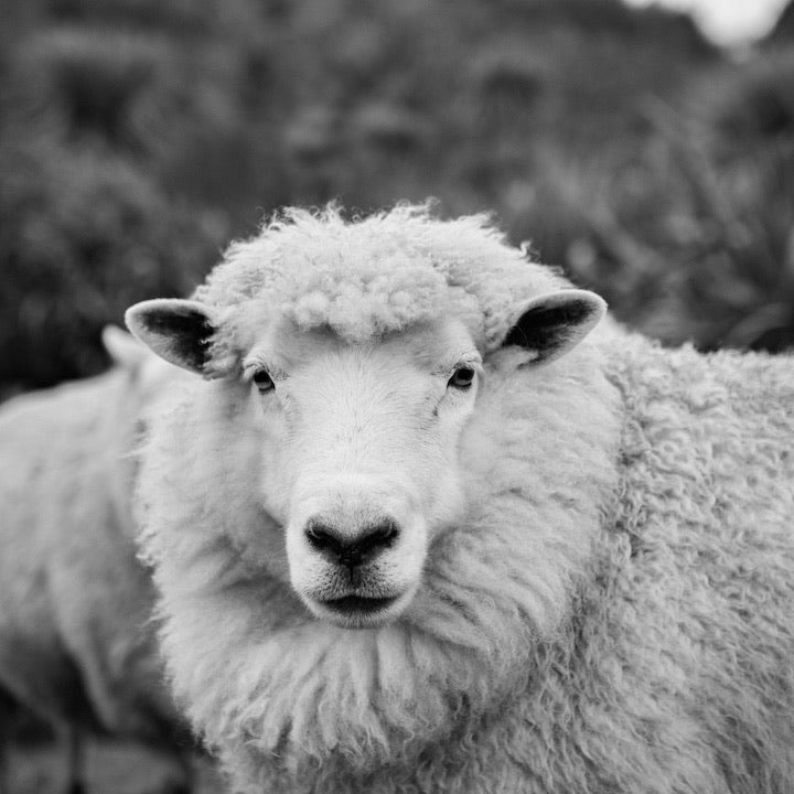 All you need to know about Merino wool / Merino Wool Benefits